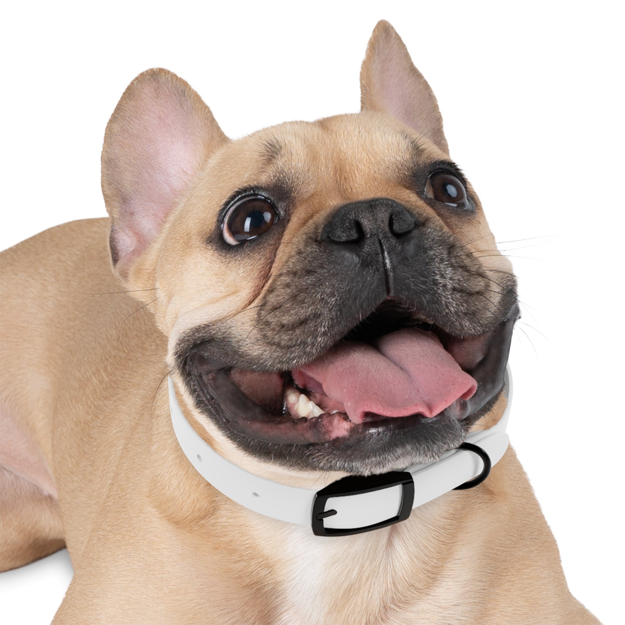 Happy Dog Collar — Durable Pet Collar for Small & Medium Dogs