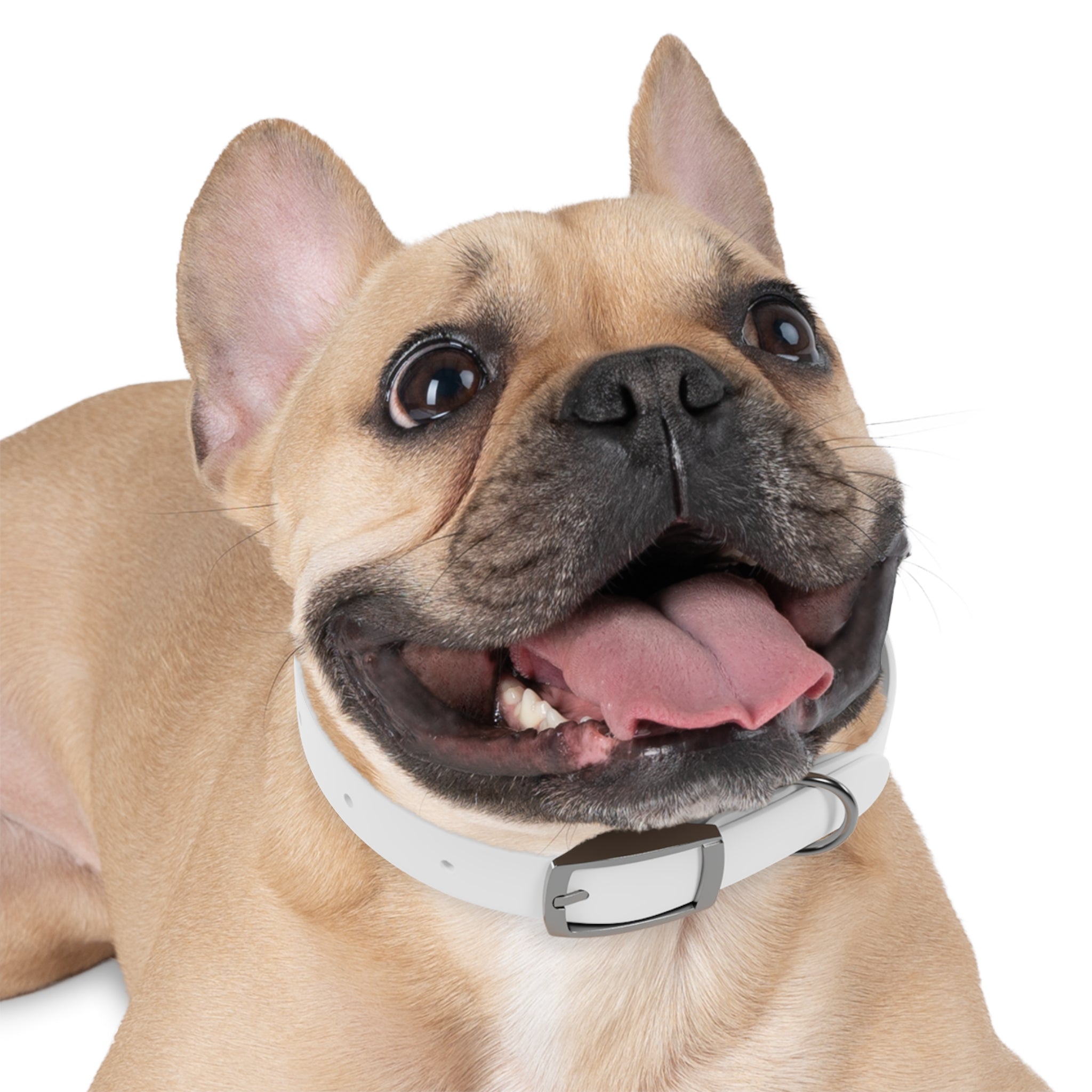 Happy Dog Collar — Durable Pet Collar for Small & Medium Dogs